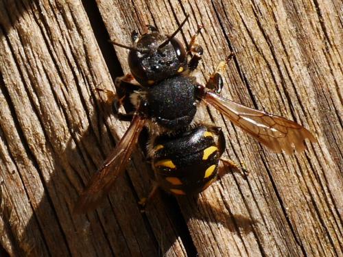 Anthidium septemspinosum